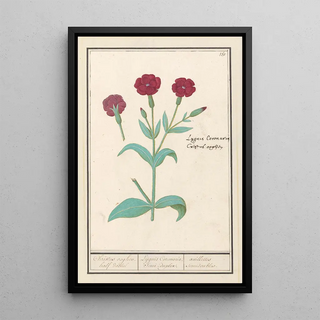 Anselmus Botius de Boodt - Koekoeksbloem Lychnis of Prikneus Lychnis coronaria.webp