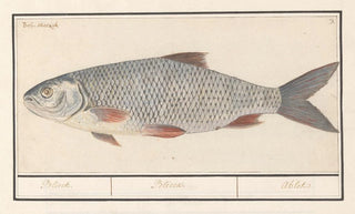 Anselmus Botius de Boodt - Kolblei of blei Blicca bjoerkna Blieck Blicca Ablet.webp