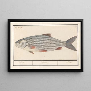 Anselmus Botius de Boodt - Kolblei of blei Blicca bjoerkna Blieck Blicca Ablet.webp