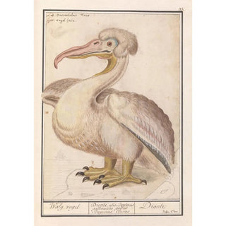 Anselmus Botius de Boodt - Kroeskoppelikaan Pelecanus crispus.webp