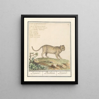 Anselmus Botius de Boodt - Luipaard Panthera pardus Lupaerd Panthera Leopard.webp