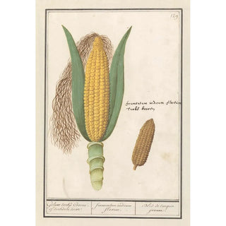 Anselmus Botius de Boodt - Mais Zea mays Geluwe turks Coorne of turksche terwe frumentum indicum flavum Bled de turquie jeaune.webp