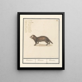 Anselmus Botius de Boodt - Marter Martes Maertere Martes Martre.webp