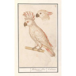Anselmus Botius de Boodt - Molukkenkaketoe Cacatua moluccensis Psittacus albus Cristatus Kakatos.webp
