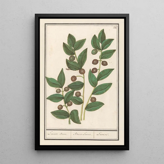 Anselmus Botius de Boodt - Olijf Olea europaea Laurier Boom Bacca Laurus Laurier.webp