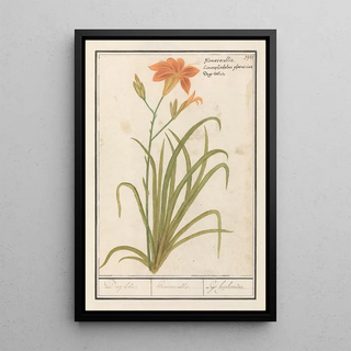Anselmus Botius de Boodt - Oranje daglelie Hemerocallis Dag lelie hemerocallis Leys hephemere.webp