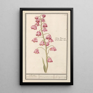 Anselmus Botius de Boodt - Perzische lelie Fritillaria persica Roode persiaensche lelie lilium persicum rubrum Lys de perse rouge.webp