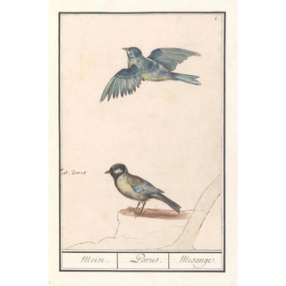 Anselmus Botius de Boodt - Pimpelmees Cyanistes caeruleus en koolmees Parus major.webp