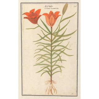 Anselmus Botius de Boodt - Rode lelie Lilium Roode Lelie Martagon lilium Cruentum Martagon.webp