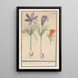 Anselmus Botius de Boodt - Saffraankrokus Crocus sativus 1 oprechte Saffraen 2 wilden Saffraen.webp