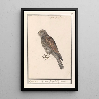 Anselmus Botius de Boodt - Smelleken Falco columbarius.webp