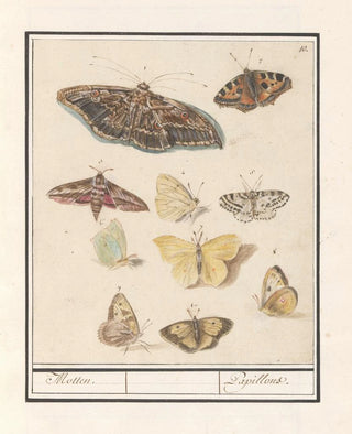 Anselmus Botius de Boodt - Vlinders en motten Motten Papillons.webp