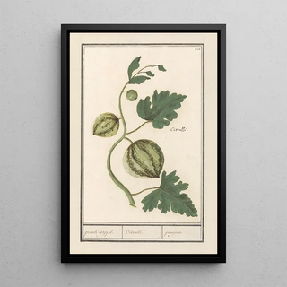 Anselmus Botius de Boodt - Watermeloen Citrullus vulgaris pronkappel Citrulli pompon.webp