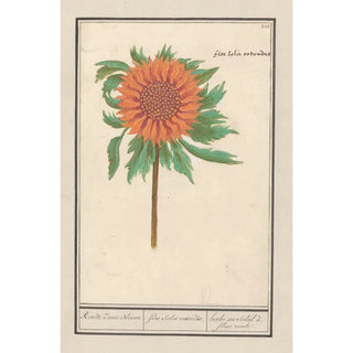 Anselmus Botius de Boodt - Zonnebloem Helianthus annuus Ronde Zonne Bloeme Flos solis rotondus herbe au soleil fleur ronde.webp