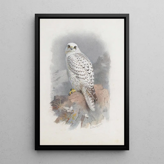 Archibald Thorburn - A Greenland Falcon.webp