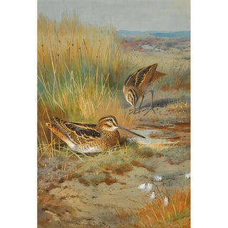 Archibald Thorburn - A Pair of Snipe Gallinago Gallinago.webp