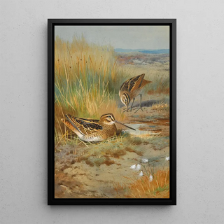 Archibald Thorburn - A Pair of Snipe Gallinago Gallinago.webp