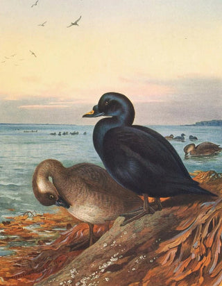 Archibald Thorburn - Common Scoter.webp