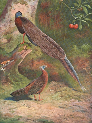 Archibald Thorburn - Malay Argus Pheasant.webp