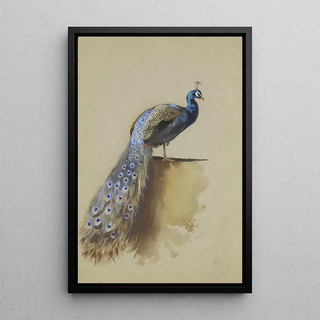 Archibald Thorburn - Peacock.webp