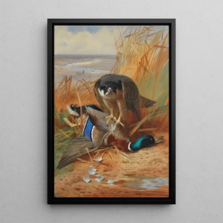 Archibald Thorburn - Peregrine falcon and mallard duck on a sandbank.webp