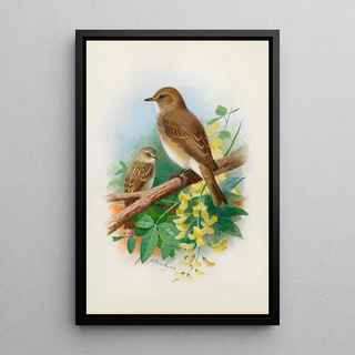 Archibald Thorburn - Spotted Flycatchers.webp