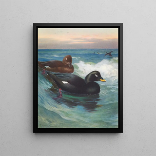 Archibald Thorburn - VelvetScoter.webp