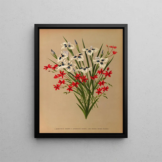 Arentina Hendrica Arendsen - Anomatheca Cruenta 2 Vieusseuxia Pavonia Iris Pavonia Morea Pavonia.webp