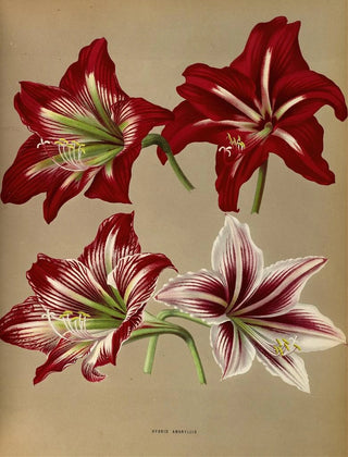 Arentina Hendrica Arendsen - Hybrid Amaryllis.webp