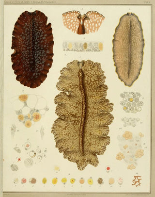 Arnold Lang - Die polycladen des golfes von Neapel und der angrenzenden meeresabschnitte pl10.webp
