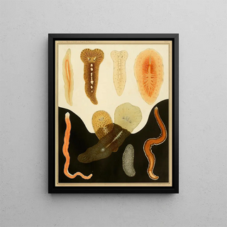 Arnold Lang - Die polycladen des golfes von Neapel und der angrenzenden meeresabschnitte pl2.webp