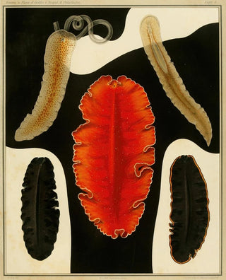 Arnold Lang - Die polycladen des golfes von Neapel und der angrenzenden meeresabschnitte pl5.webp