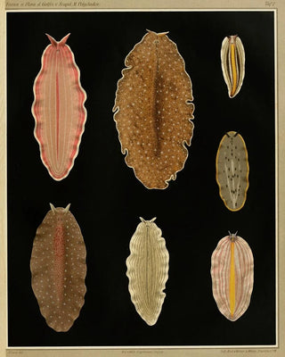 Arnold Lang - Die polycladen des golfes von Neapel und der angrenzenden meeresabschnitte pl7.webp