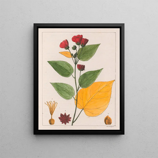 Auguste de SaintHilaire - Abutilon Esculentum.webp