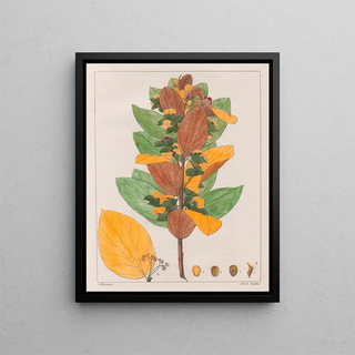 Auguste de SaintHilaire - Cissampelos Ovalifolia.webp