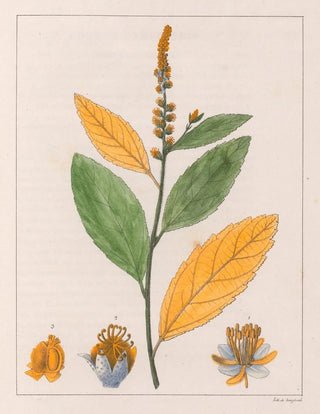 Auguste de SaintHilaire - Croton Perdicipes.webp