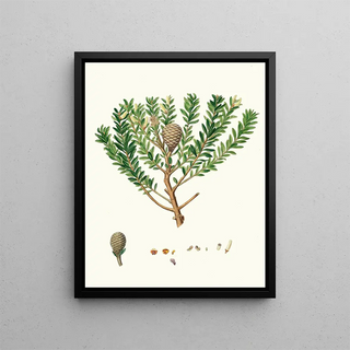 Aylmer Bourke Lambert - Dammara Australis New Zealand pitch tree or Cowrie.webp