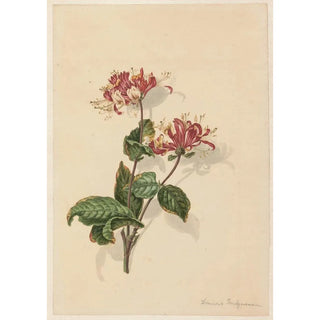 Barend Hendrik Thier - Tak wilde kamperfoelie Lonicera periclymenum.webp