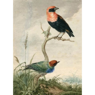 Barend Hendrik Thier - Two tropical birds.webp