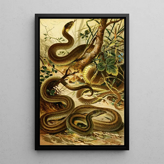 Bruno Drigen - Coluber Aeskulapii Coronella austriaca.webp