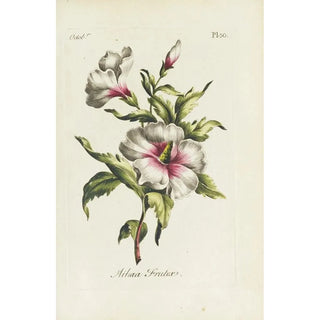 Carington Bowles - Althaea frutex.webp