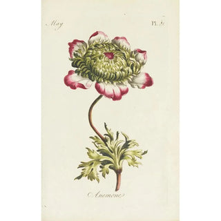 Carington Bowles - Anemone.webp