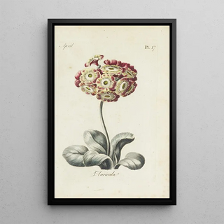 Carington Bowles - Auricula.webp