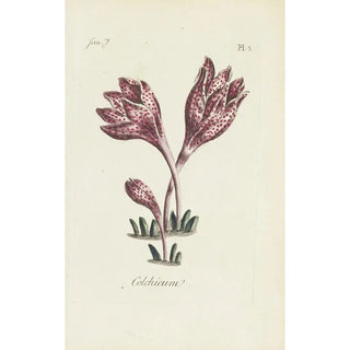 Carington Bowles - Colchicum.webp