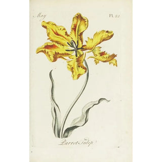Carington Bowles - Parrot Tulip.webp