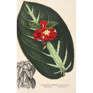 Charles Antoine Lemaire - Alloplectus vittatus.webp