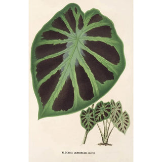 Charles Antoine Lemaire - Alocasia Jenningsii.webp