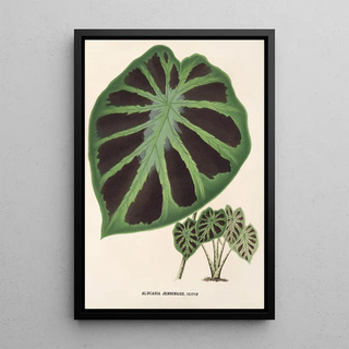 Charles Antoine Lemaire - Alocasia Jenningsii.webp
