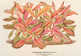 Charles Antoine Lemaire - Alternanthera amabilis var.webp