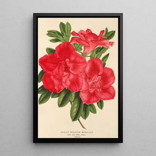 Charles Antoine Lemaire - Azalea Monsieur Warocqu.webp